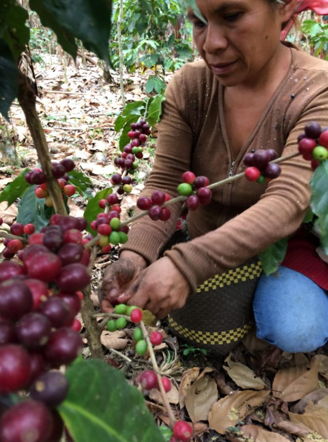 CAFÉ CEDRELO AGROECOLÓGICO VERACRUZ (500g)