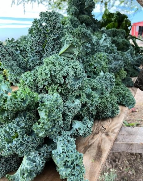 KALE (250 G)