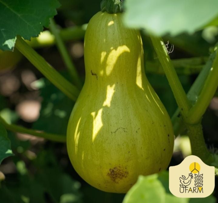 CHAYOTE AGROECOLOGICO (KG)