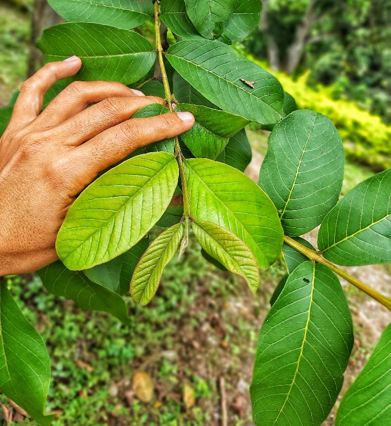 Atado de Hoja de Guayaba