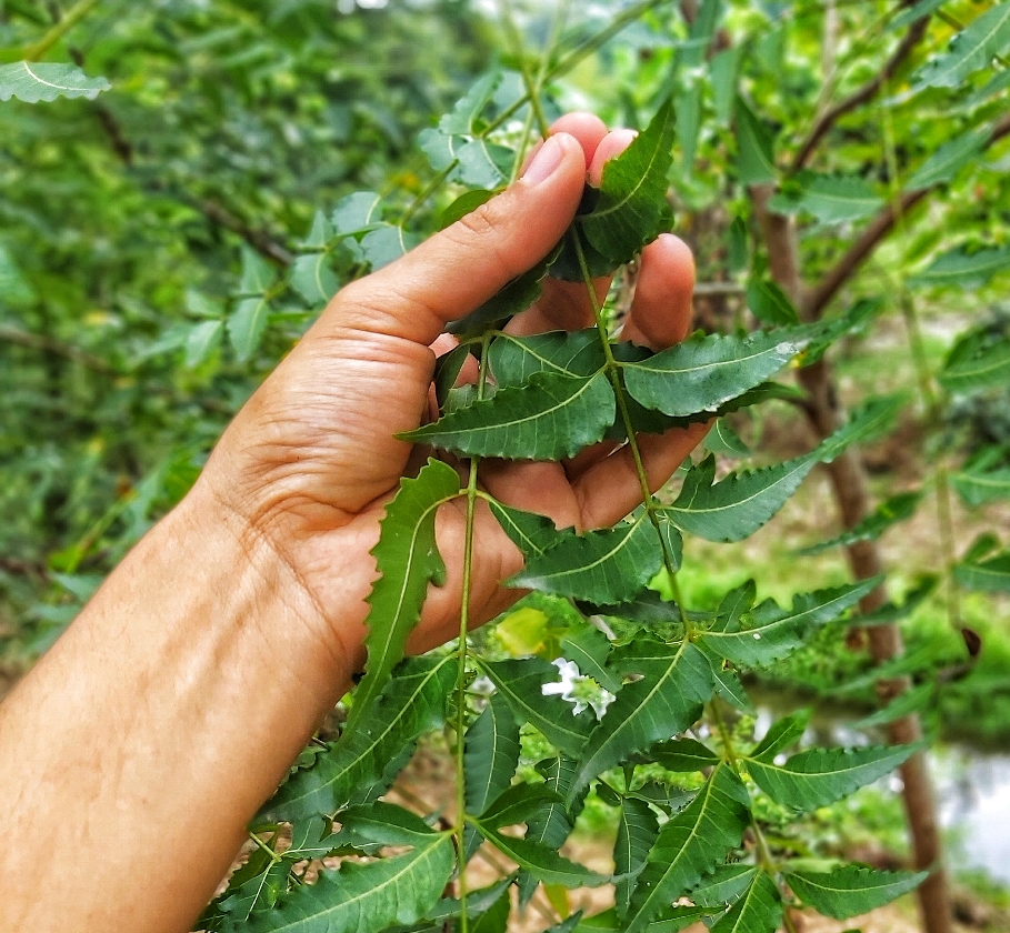 Atado de Neem