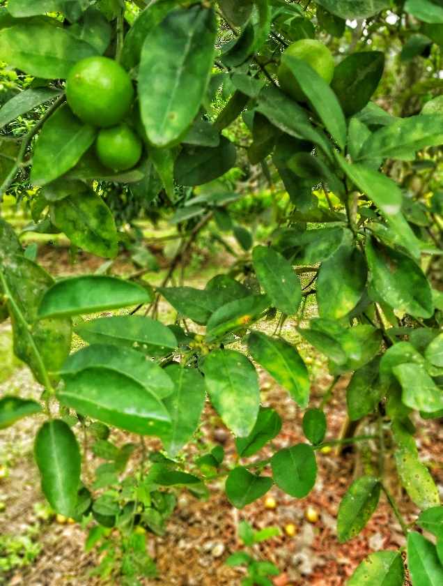 Atado de Hoja de Limón
