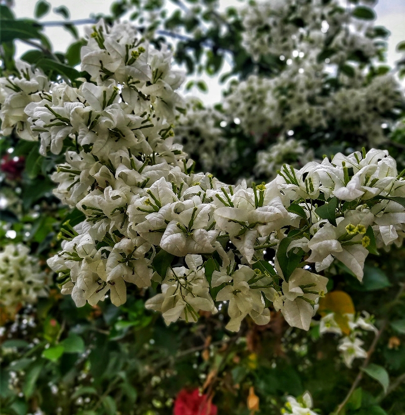 Flor de Bounganvilla