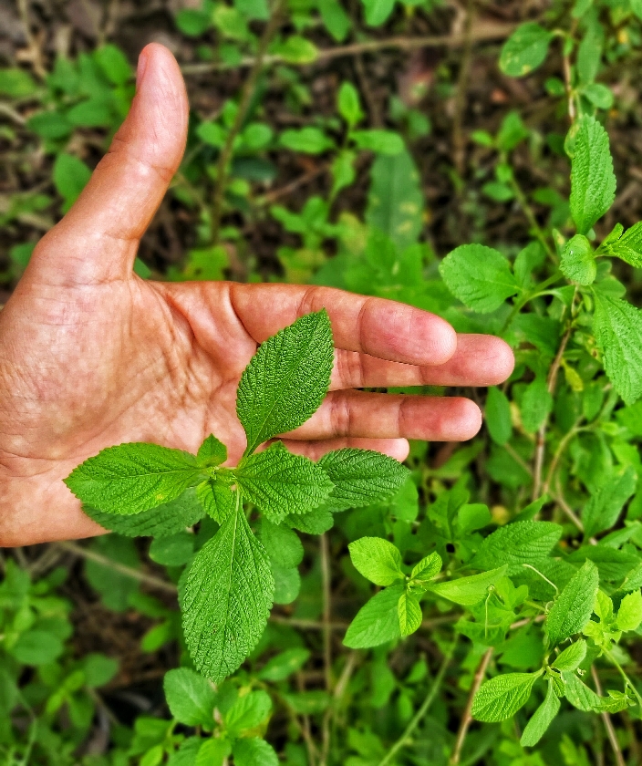 Atado de Hoja de Mastrante