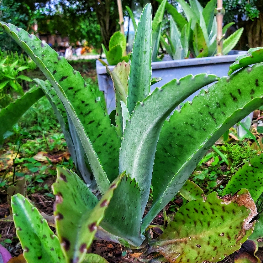 Atado de Dulcamara