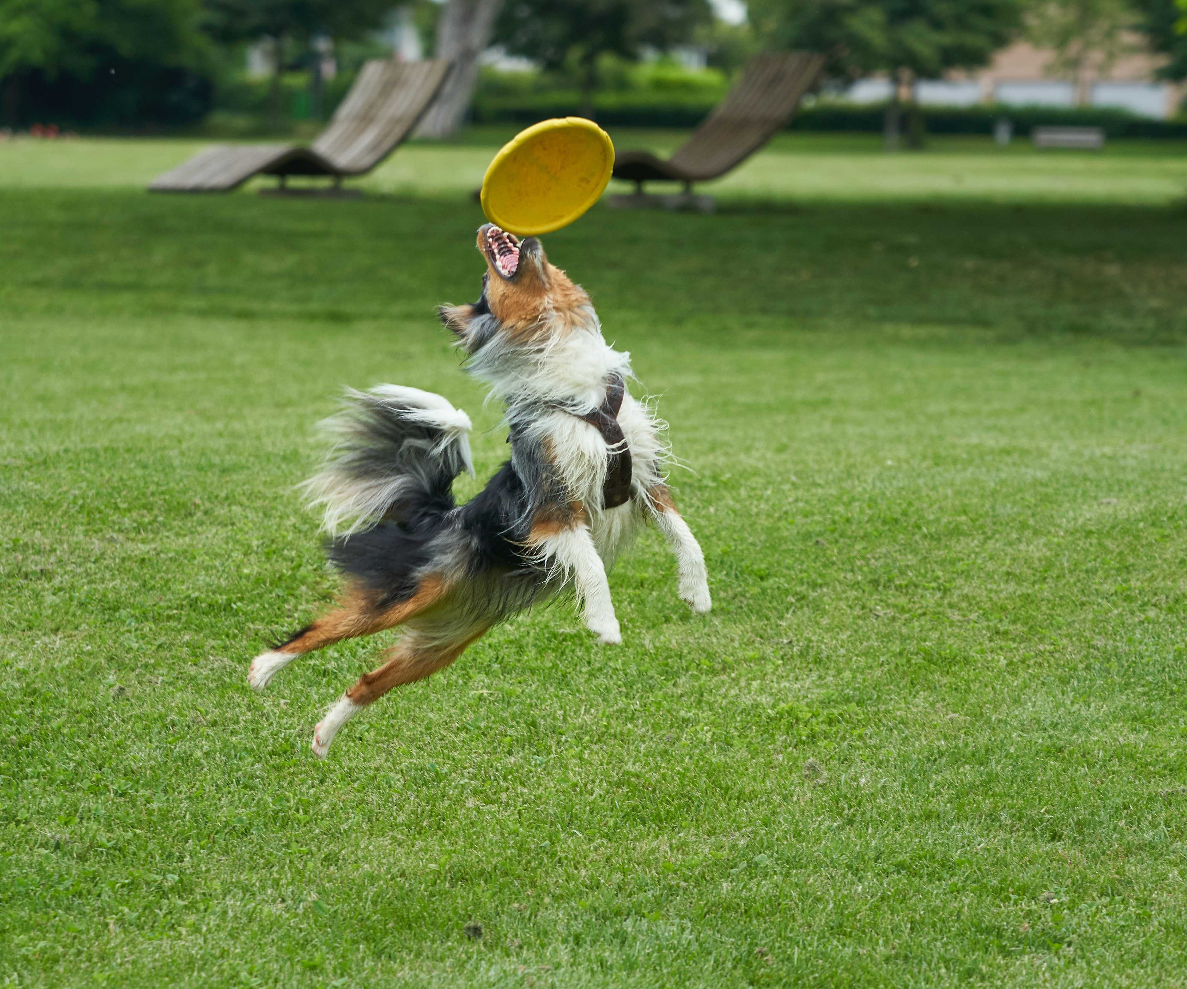 Frisbee
