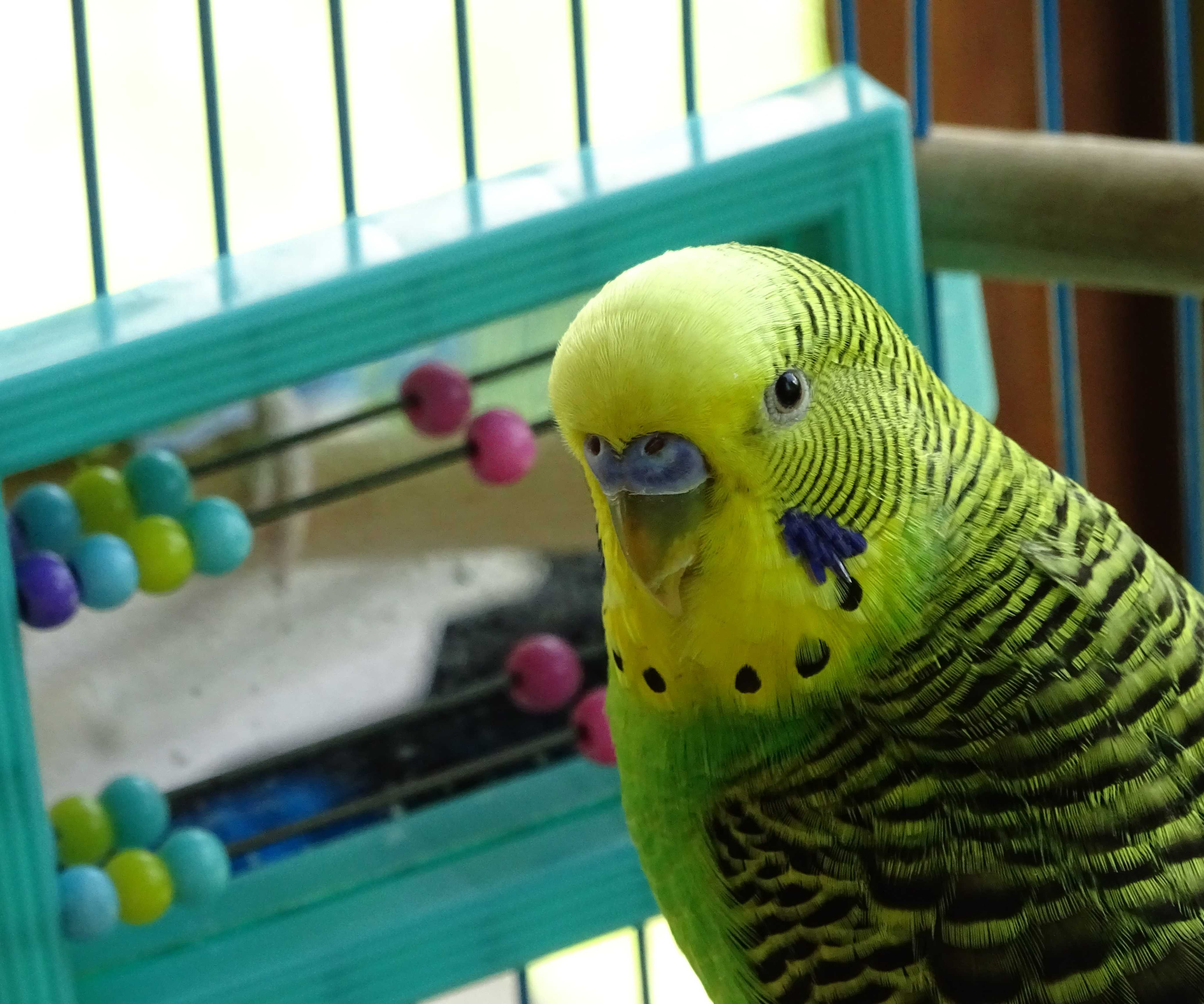 Brinquedo
