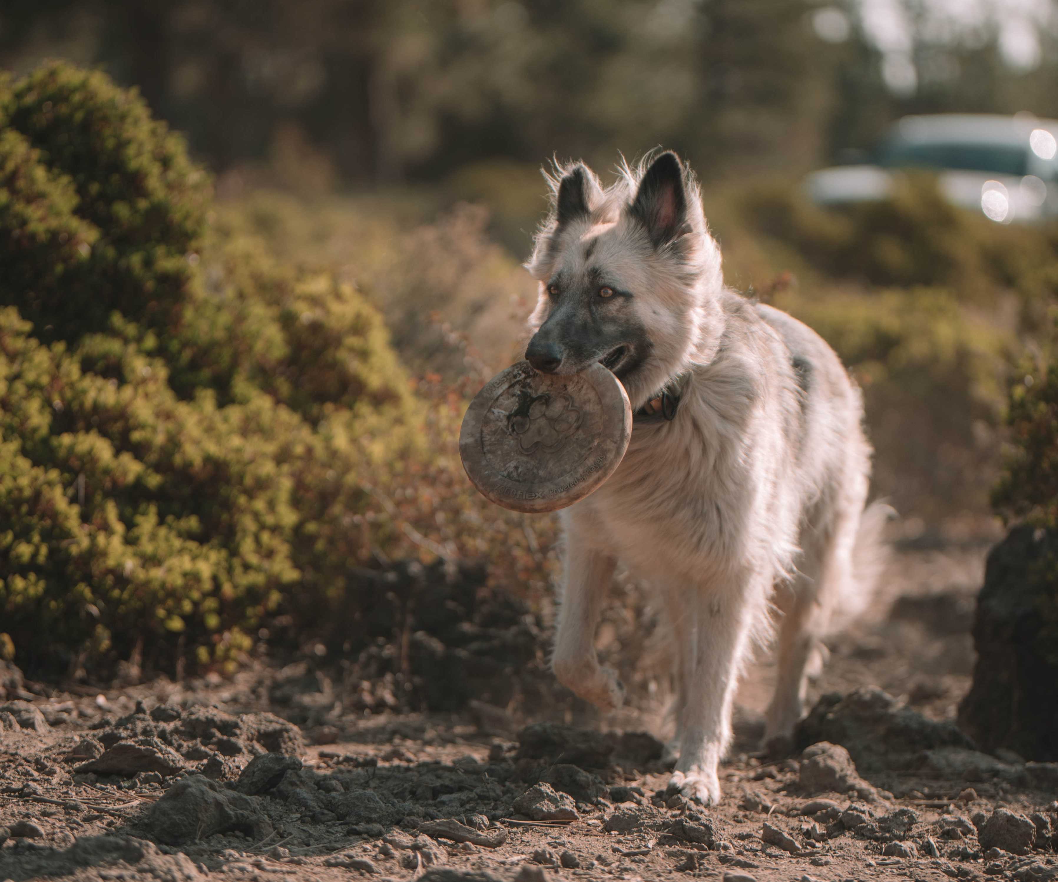 Frisbee