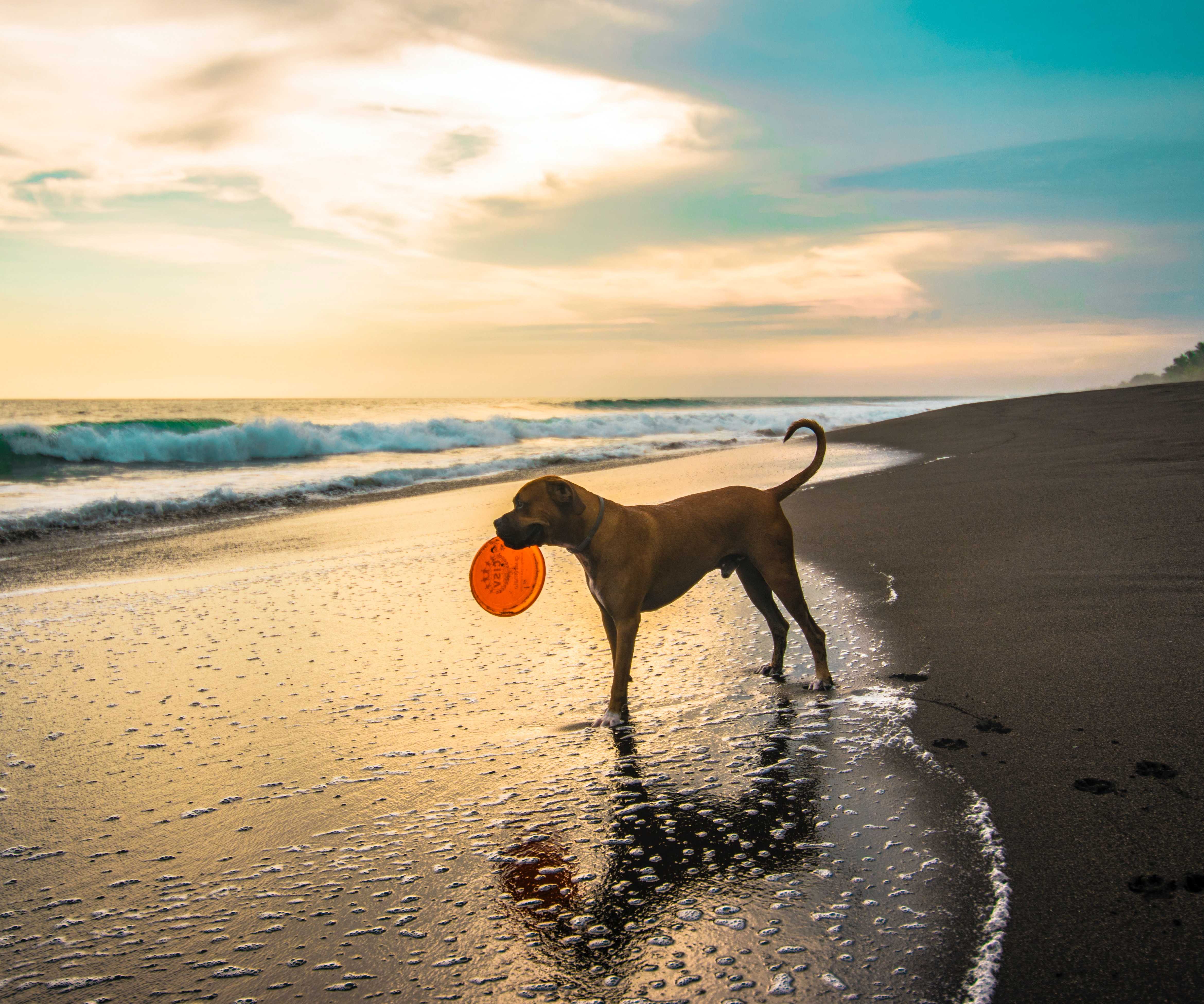 Frisbee