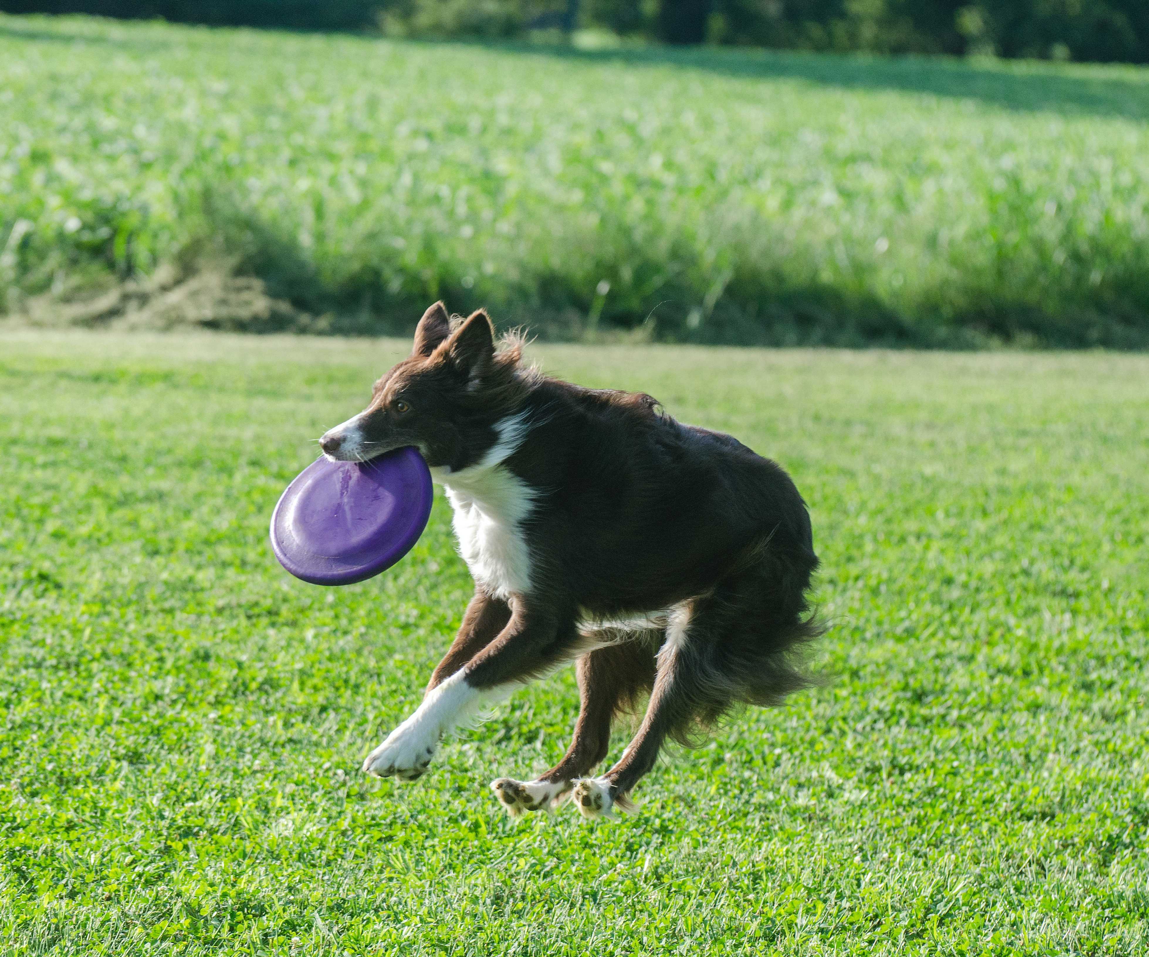 Frisbee