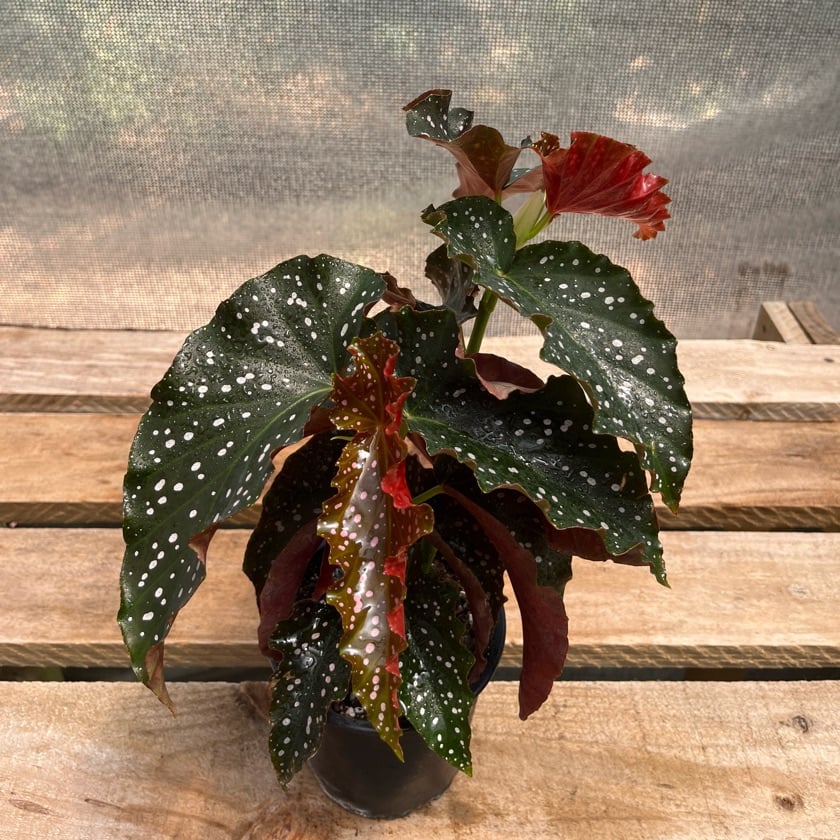 Begonia Cracklin Rose