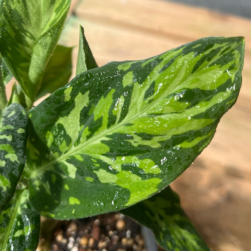 Aglaonema Camouflage