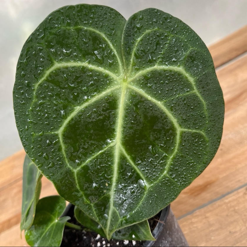 Anthurium Clarinervium