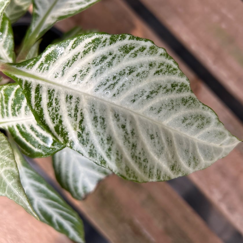 Aphelandra White Washington