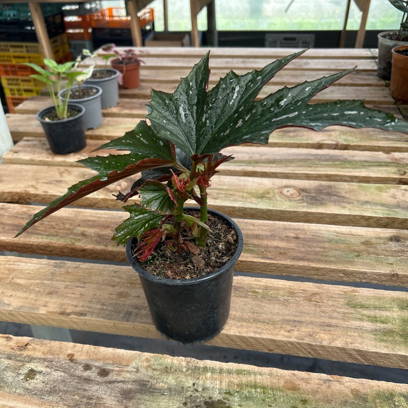 Begonia Lady Vanderwilt