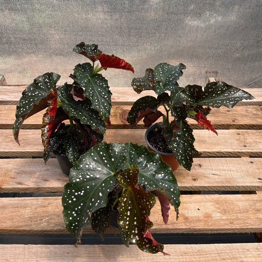 Begonia Cracklin Rose