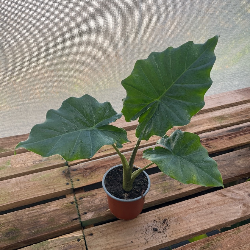 Alocasia Portora
