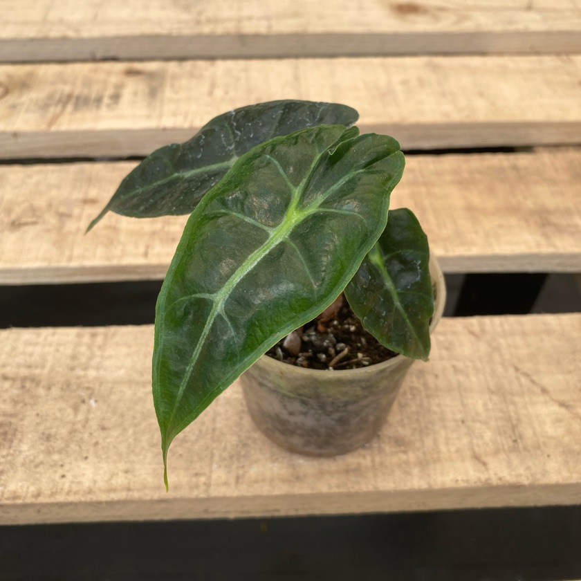 Alocasia Longiloba