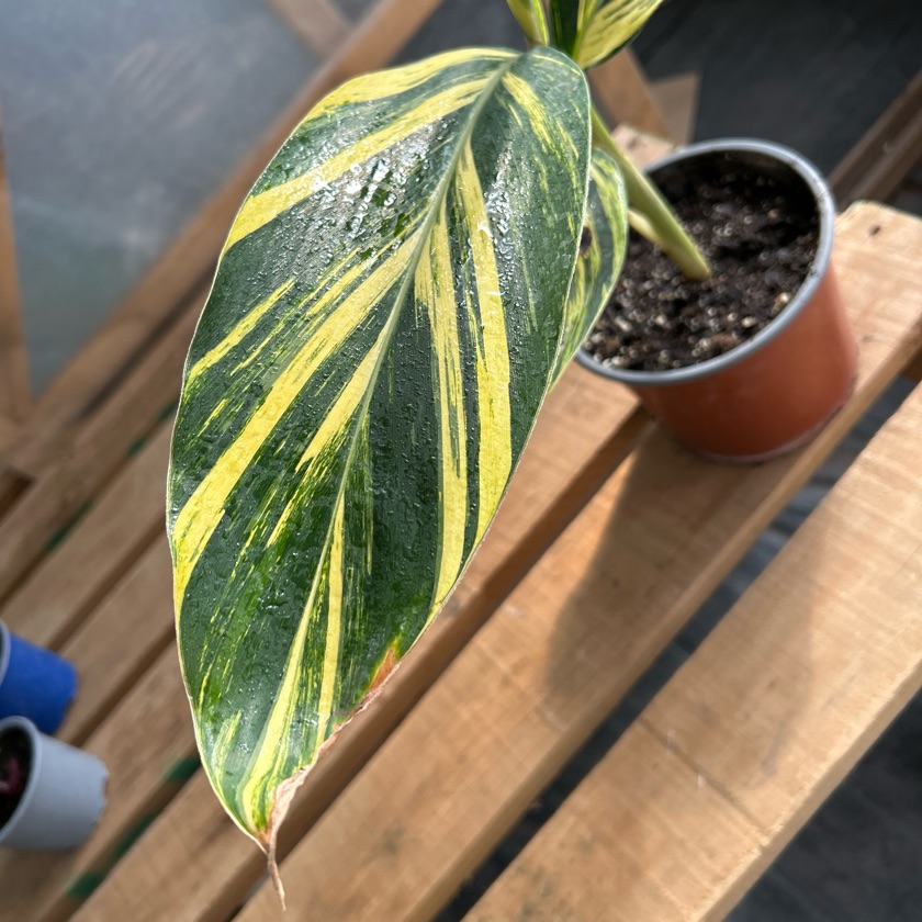 Alpinia Variegada