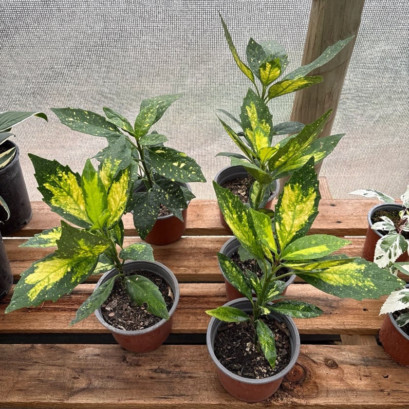 Aucuba