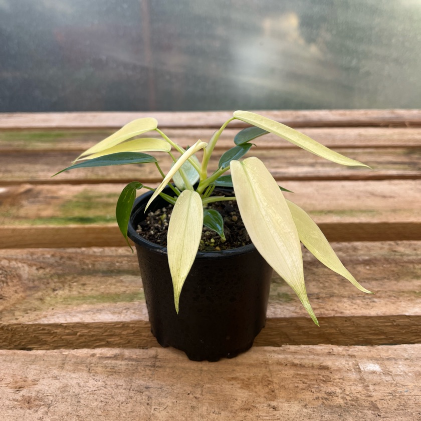 Philodendron Florida Ghost (S)