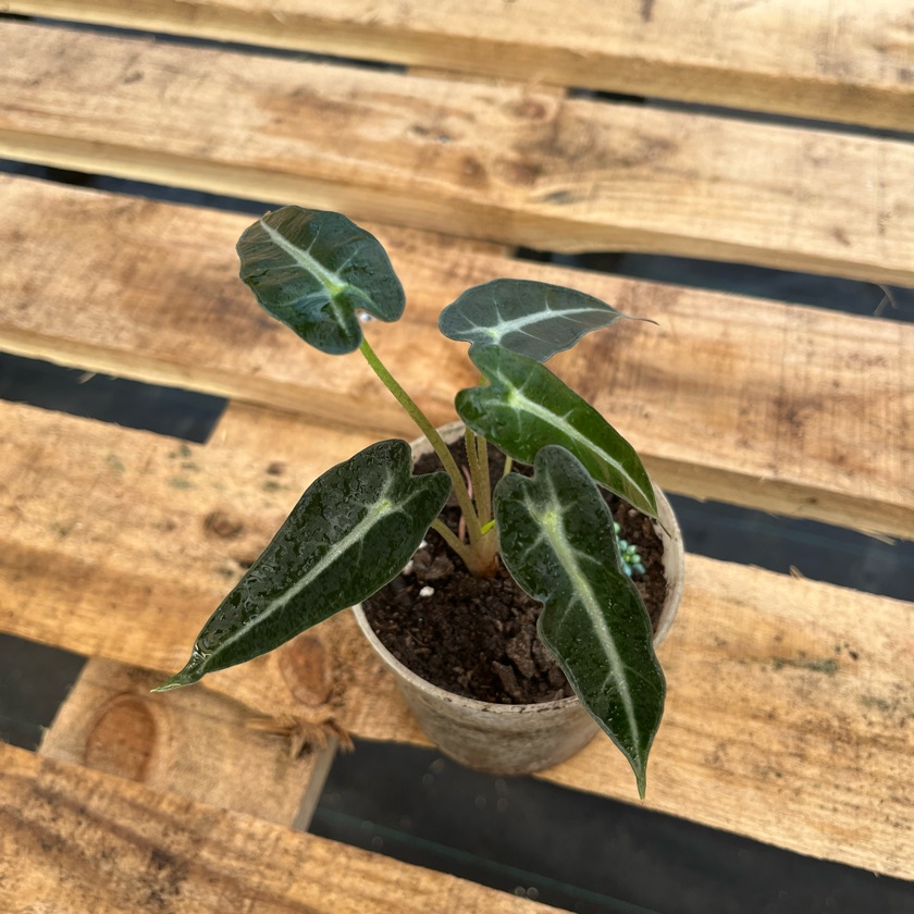 Alocasia Bambino
