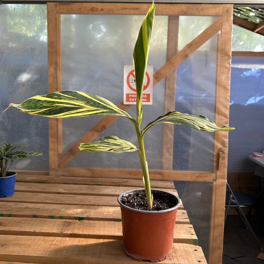 Alpinia Variegada