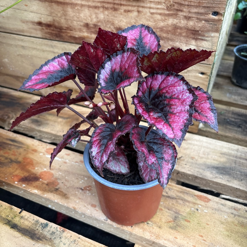 Begonia Rex Red Kiss