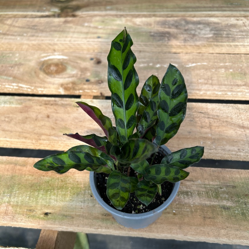 Calathea Insignis