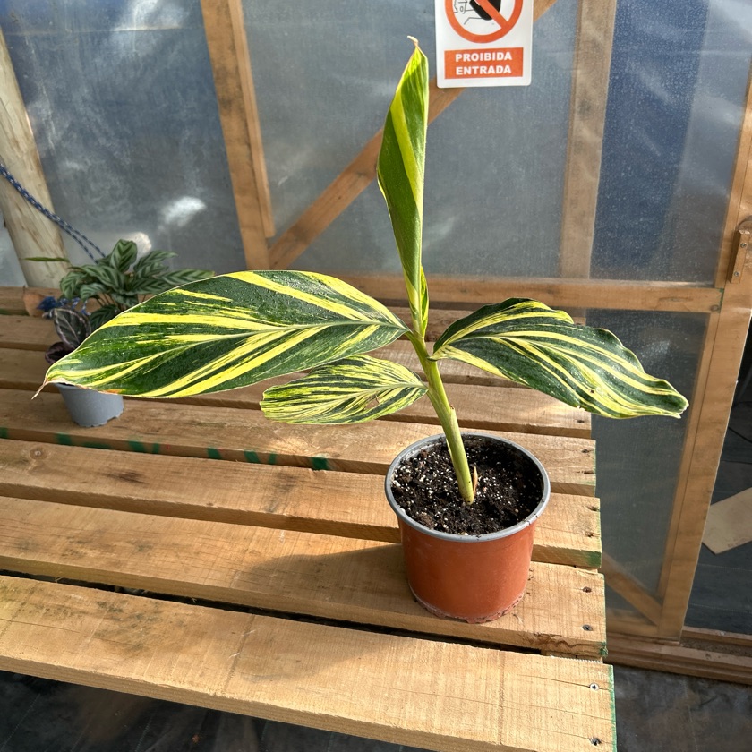 Alpinia Variegada