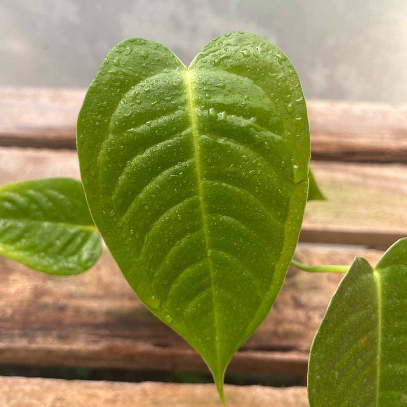 Anthurium Veitchii