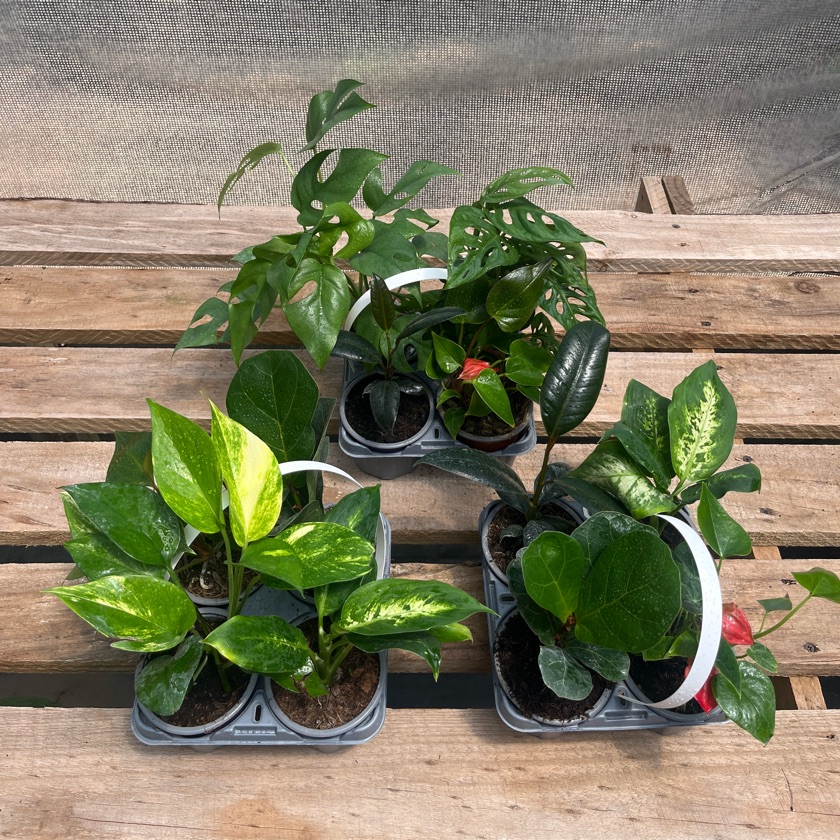 Arreglo Pack Plantas de interior