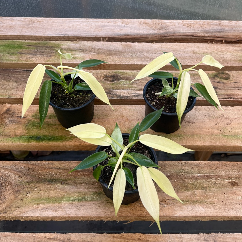 Philodendron Florida Ghost (S)
