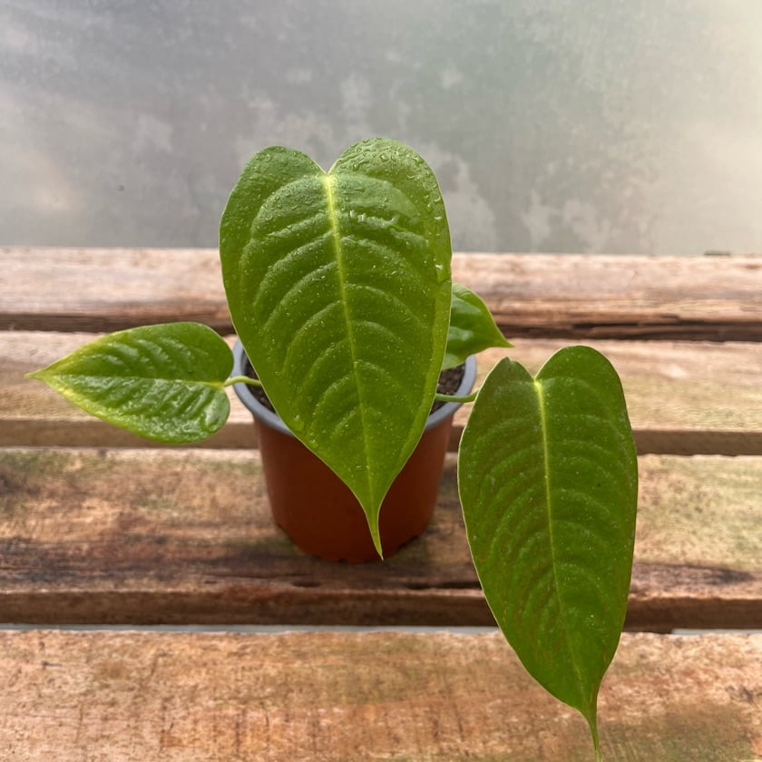 Anthurium Veitchii