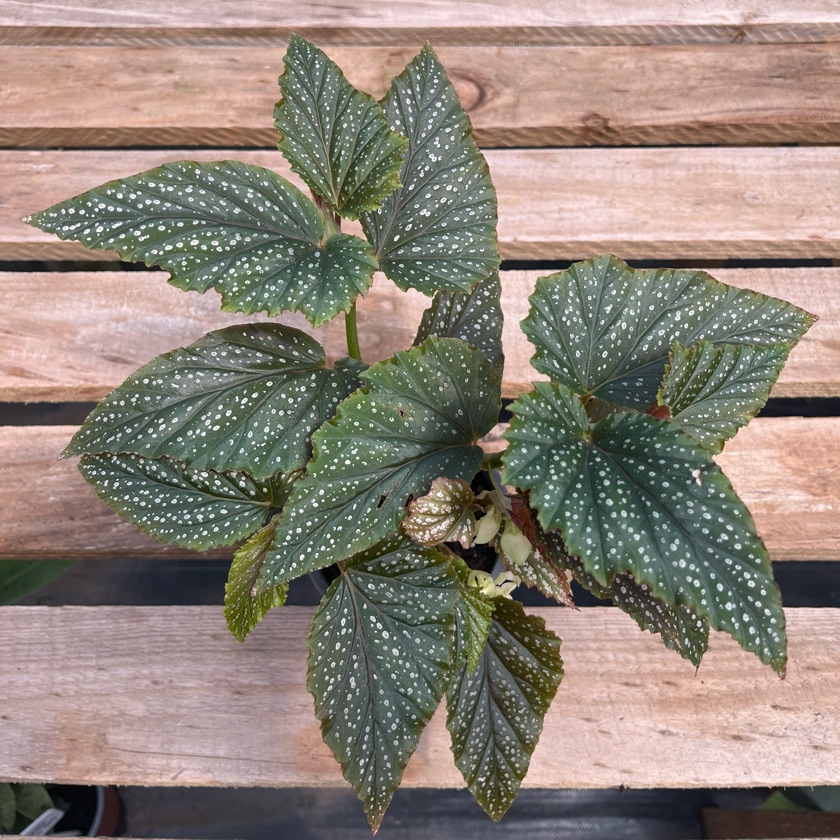 Begonia Alita de Ángel