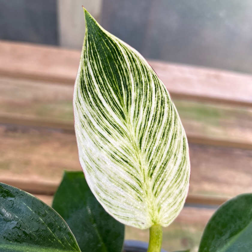 Philodendron Birkin (M)