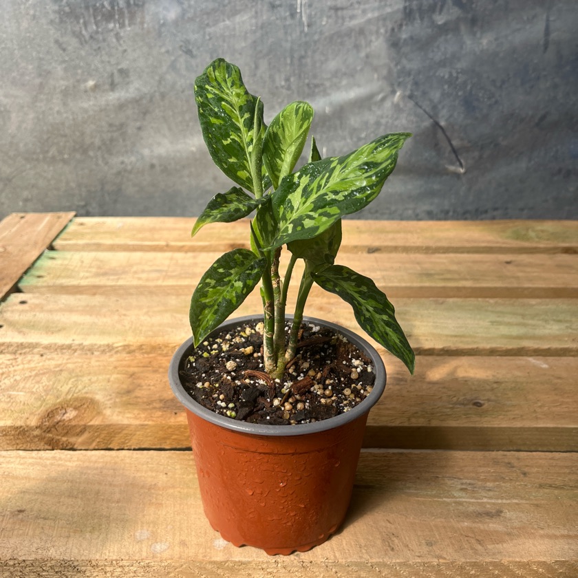 Aglaonema Camouflage