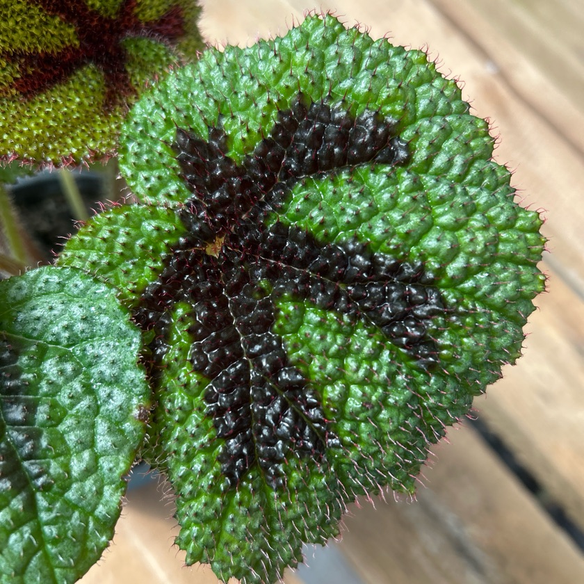 Begonia Cruz de Hierro