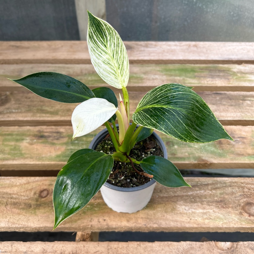 Philodendron Birkin (M)