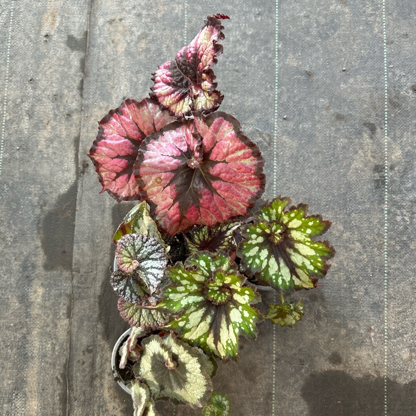 Begonia Caracol