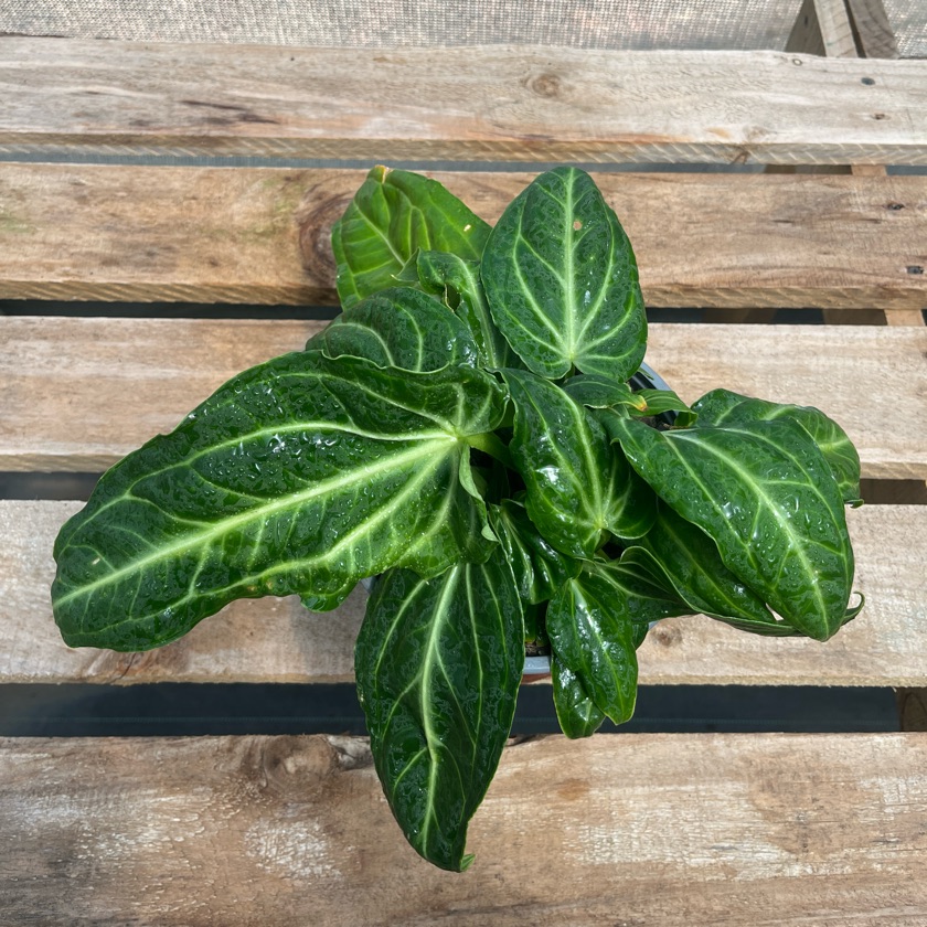 Anthurium Villenaorum