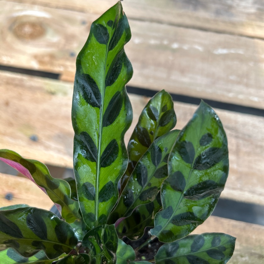 Calathea Insignis