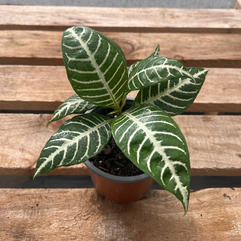 Aphelandra (S)