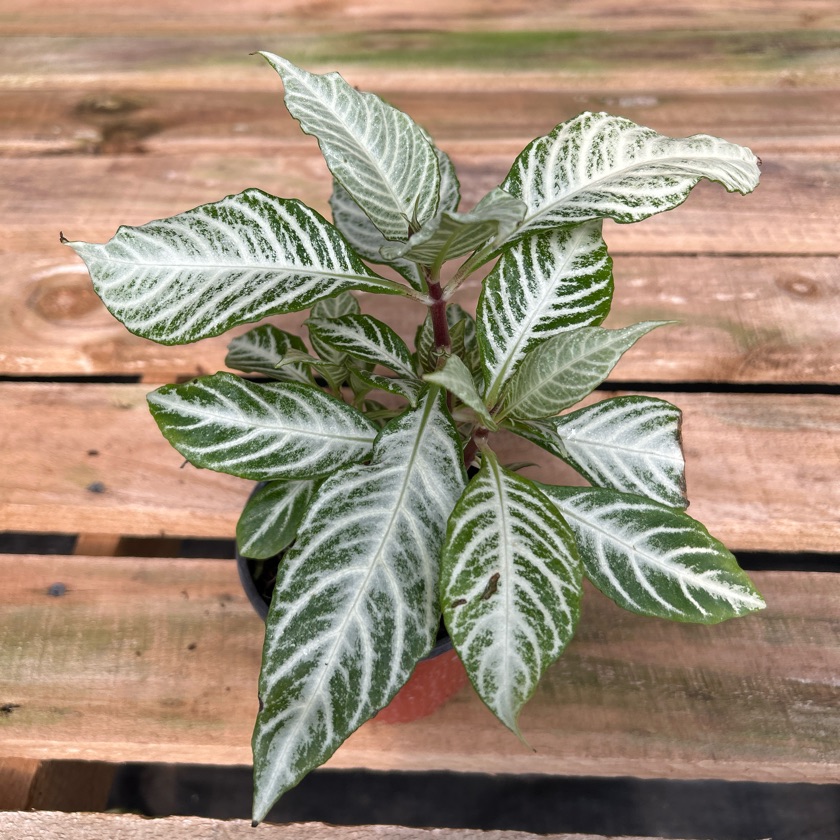 Aphelandra White Washington