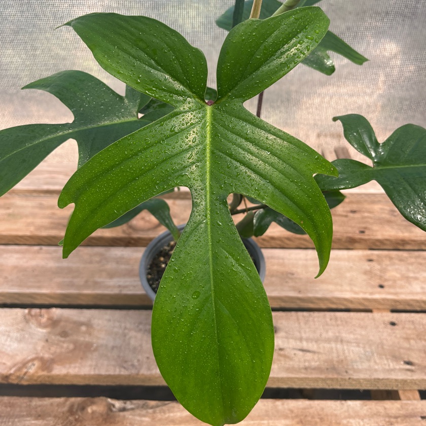 Philodendron Florida