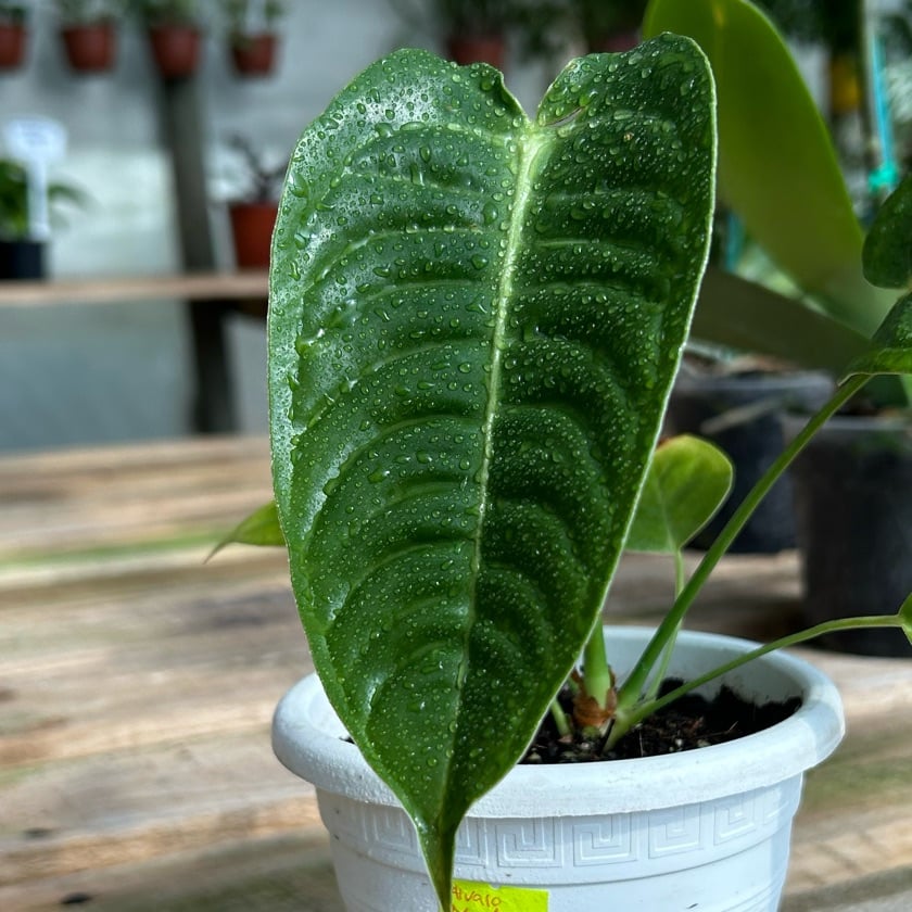 Anthurium Veitchii
