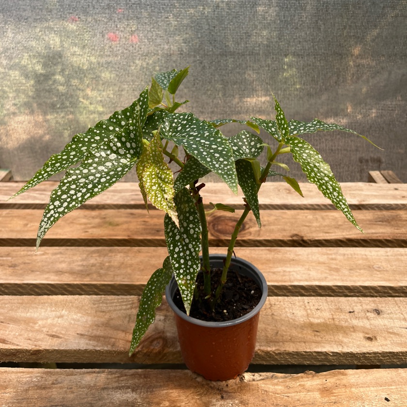 Begonia White Ice