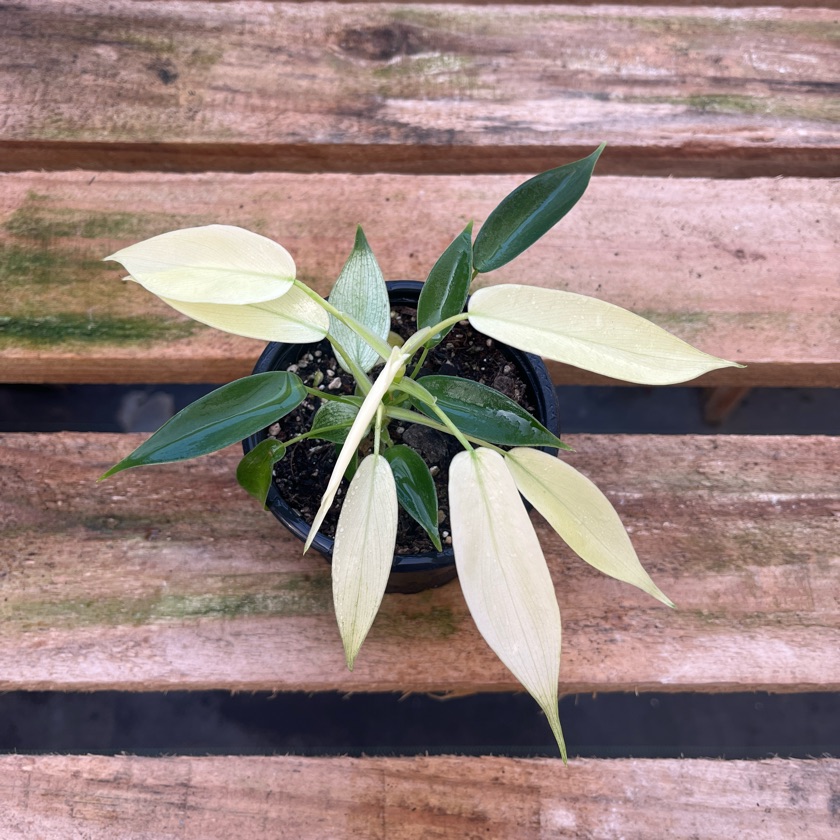 Philodendron Florida Ghost (S)