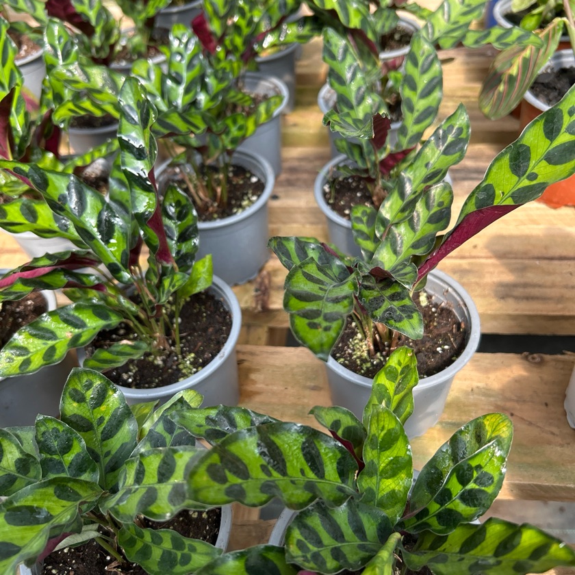 Calathea Insignis
