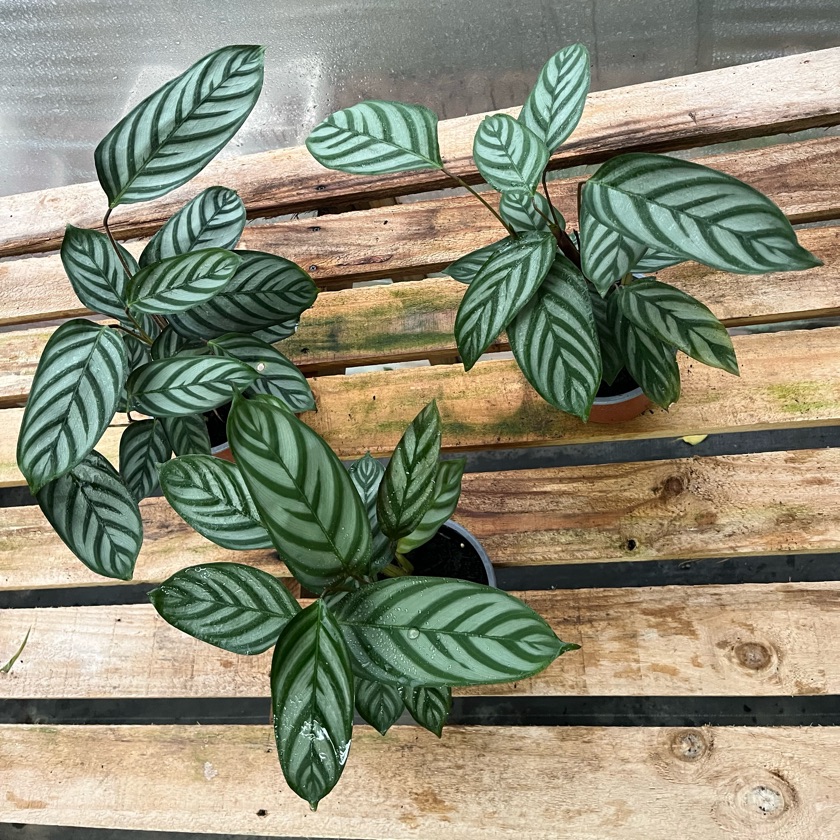 Ctenanthe Setosa